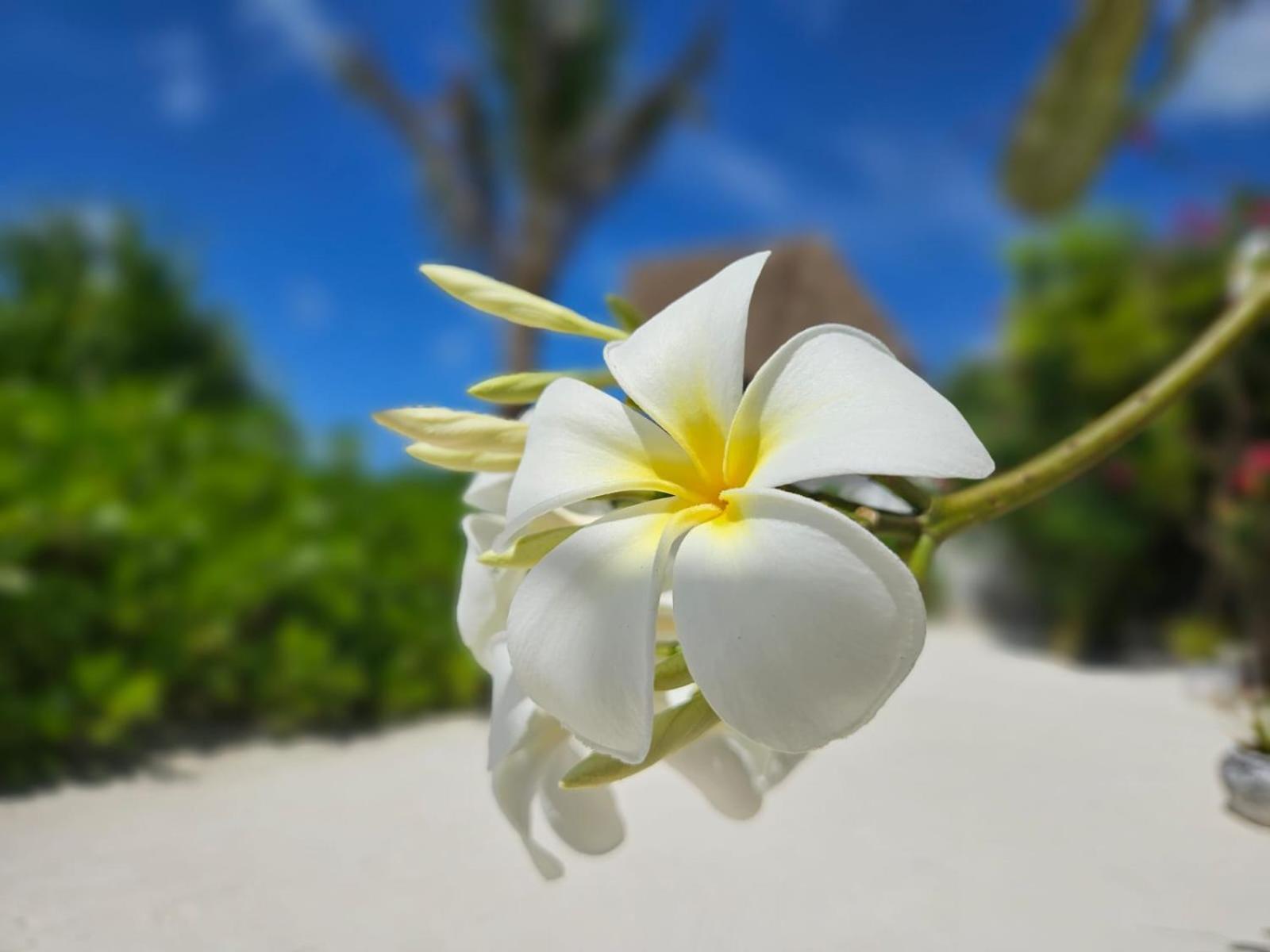 Mbaliparadise Jambiani (Zanzibar)
